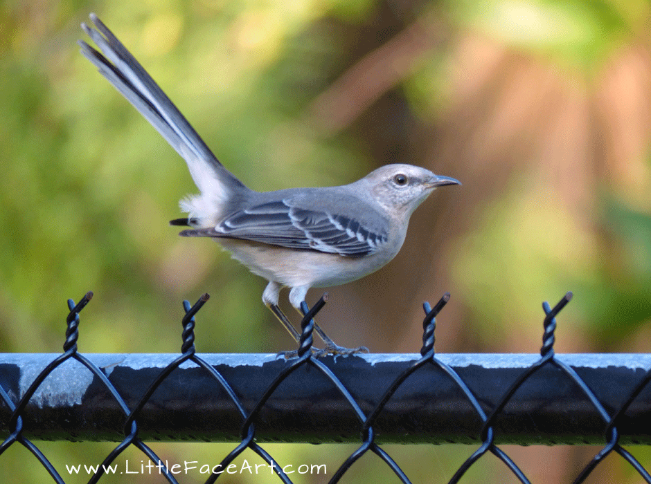 Little Bird on Fence 
